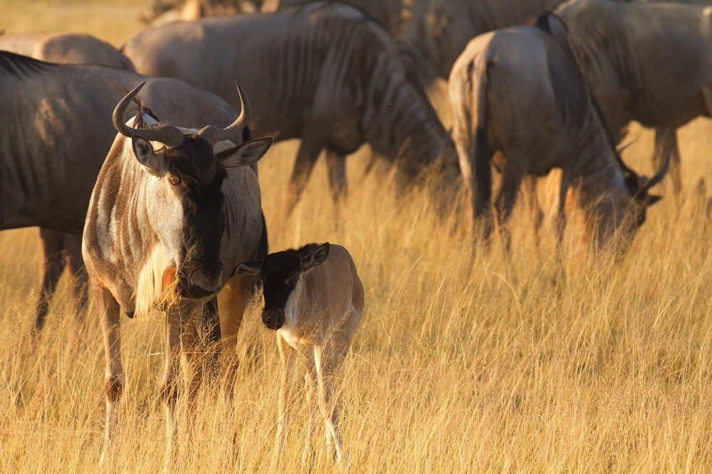 Wildebeest with a baby calf