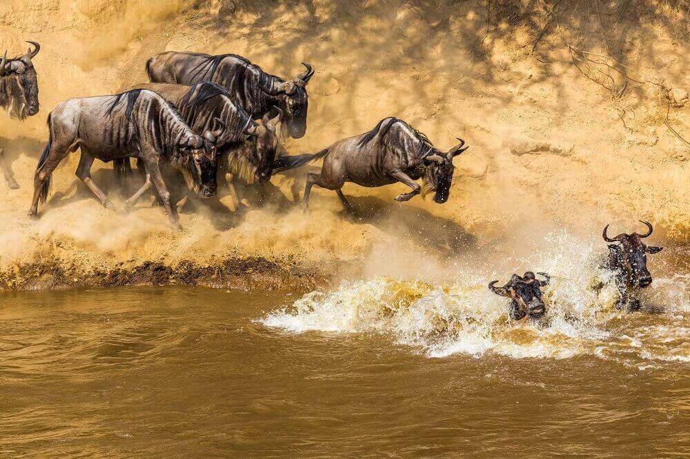 Kenya Great Wildebeest Migration on Masai Mara safari in Kenya